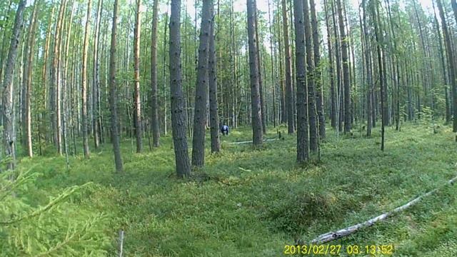 Сбор черники. Черника, это не только вкусная ягода, но и ..... .