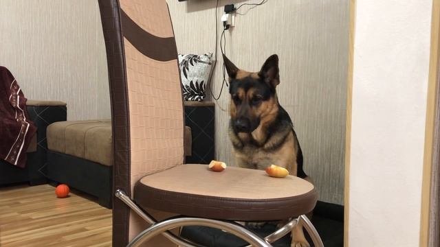 НЕ ЕЩЬ ПОКА Я НЕ ПРИДУ - ЧЕЛЛЕНДЖ С НЕМЕЦКОЙ ОВЧАРКОЙ