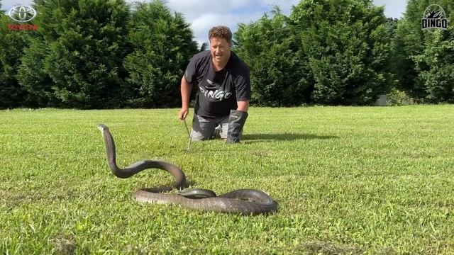 BLACK MAMBA VS GREEN MAMBA! This is crazy..... смотреть онлайн