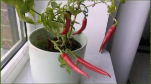 Как вырастить горький или острый перец в квартире на подоконнике или балконе
