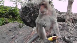 дикий обезьян кушает банан