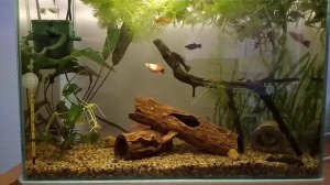 Аквариум 30 литров. Запуск. Краткий обзор.