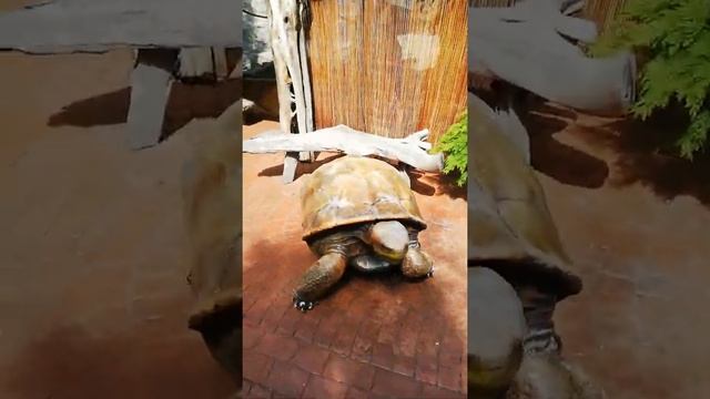 Каникулы в Стокгольме ?Скансен, Швеция (zoo in Skansen, Stockholm) смотреть онлайн