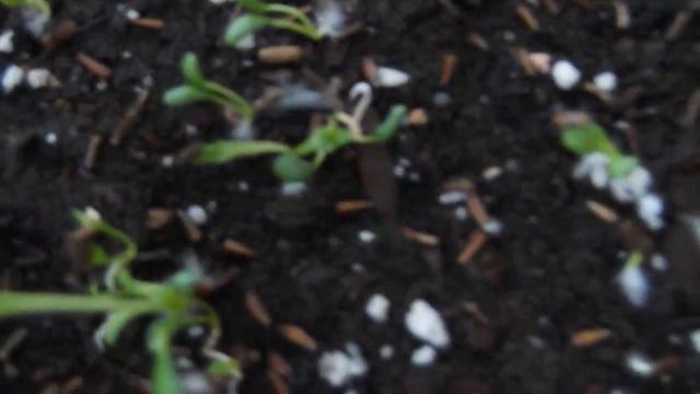 Ромашка, Матрикария, Пиретрум. Всходы на 5-ый день после посева смотреть онлайн