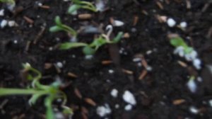 Ромашка, Матрикария, Пиретрум. Всходы на 5-ый день после посева