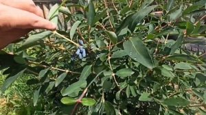 Жимолость Синяя птица. Обзор плодоношения взрослых кустов.