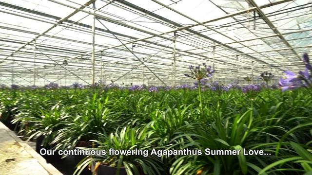 Nolina Agapanthus | Whole assortment смотреть онлайн