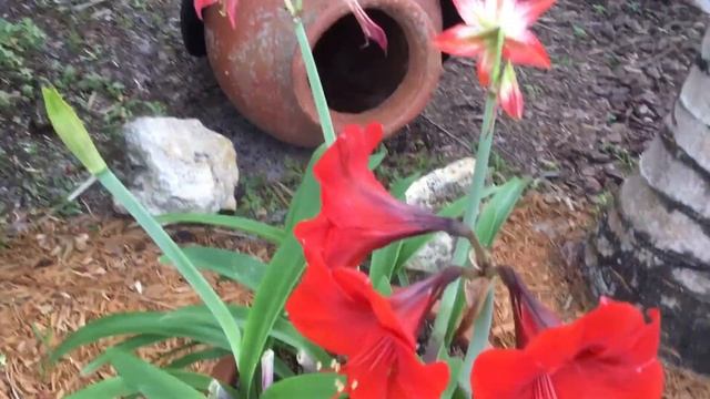 AM587 - Belladonna Lily - Hippeastrum - Amaryllis Flowers - Red Flowers - March 29, 2021
