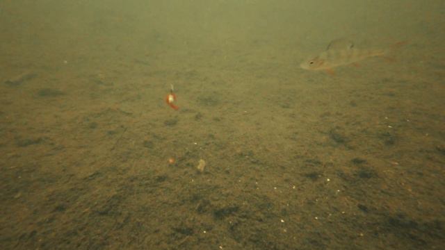 ЖЕРЛИЦЫ ПО ПЕРВОМУ ЛЬДУ 2022-23! Первые сработки и первая щука на торфянике в Беларуси! смотреть онлайн