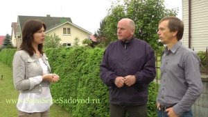 Живая изгородь из ели