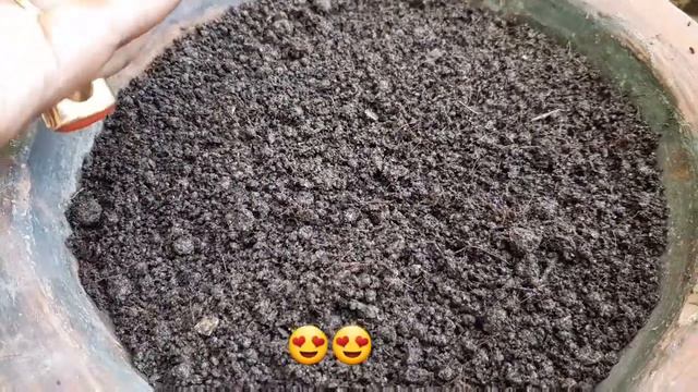 How to germinate Adenium seed।। proper & simple way।।In Hindi।। How to grow from seeds for begginer смотреть онлайн