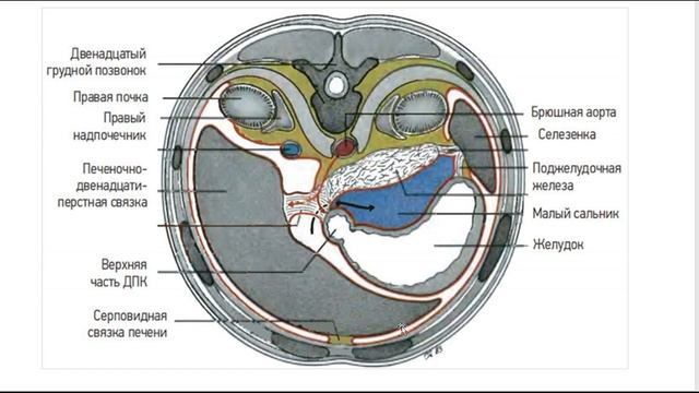 Солнечное сплетение. Суджок. Анатомия. смотреть онлайн