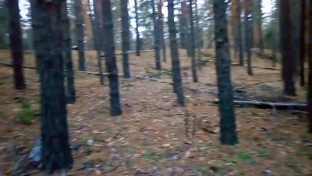 11 декабря 2021. Ура! Мы приехали в лес за грибами! смотреть онлайн