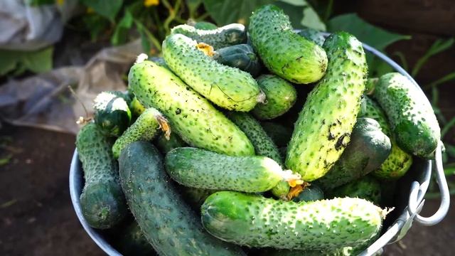 Огурцы в открытом грунте. Сорта огурца Бьерн, Каминари ,Платина. смотреть онлайн