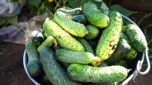 Огурцы в открытом грунте. Сорта огурца Бьерн, Каминари ,Платина.