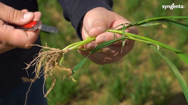 31 фаза на зерновых - время применять регулятор роста Моддус. смотреть онлайн