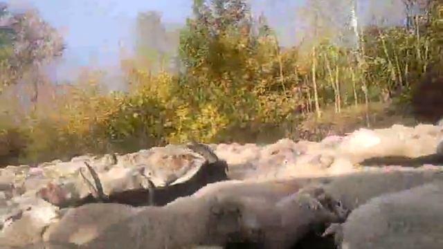 Баранья пробка.mp4 смотреть онлайн