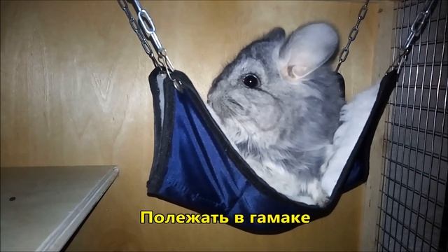 Приколы про шиншилл, чем занимается шиншилла в клетке / что за зверь такой шиншилла? смотреть онлайн