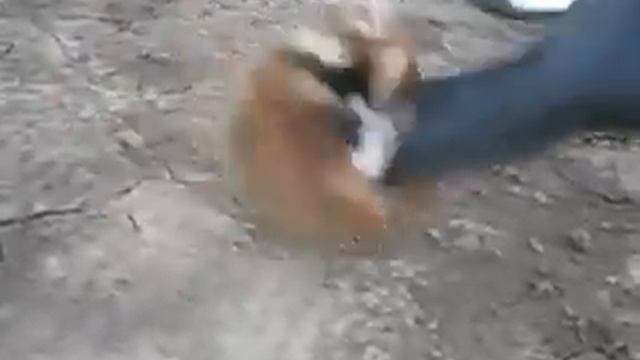 Хомячок отмундохал гопников смотреть онлайн