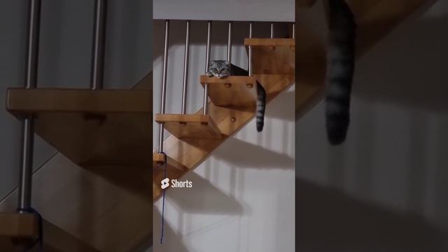 Милый наш Скоттиш-Фолд