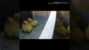 Инкубатор "Норма-Луппер" выведение  индюшат, гусят, цыплят