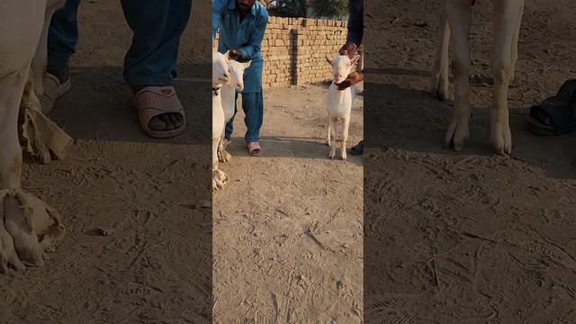 #white #teddy #Gulabi #bakriyan #Char #bakriyan #bakra смотреть онлайн