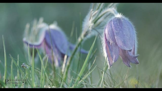 The beautiful Pulsatilla vulgaris (pasqueflower, backsippa) in the evening sun. Uppsala, Sweden. смотреть онлайн