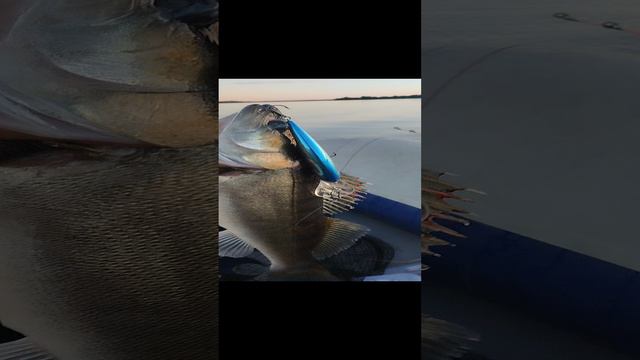 Ловля судака на троллинг