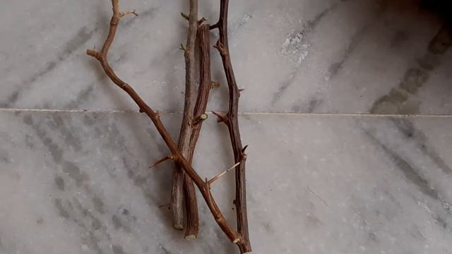 How to make Multi-Colour Bougainvillea || Bougainvillea Grafting || смотреть онлайн