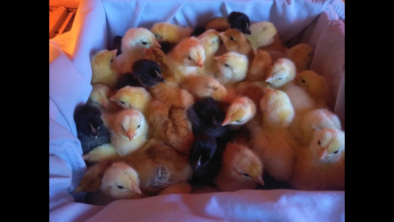 ДИНОЗАВРИК, ЧЕРНЫЙ МОНСТРИК. Новый вывод цыплят. смотреть онлайн