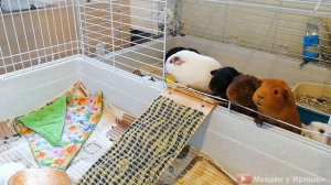 Чем кормить морских свинок. Питание наших морских свинок. Что едят морские свинки. Рацион питания