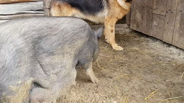 Так в лес за грибами не ходит никто .Козы выхватывают грибы из рук .Уход за счастливыми животными смотреть онлайн