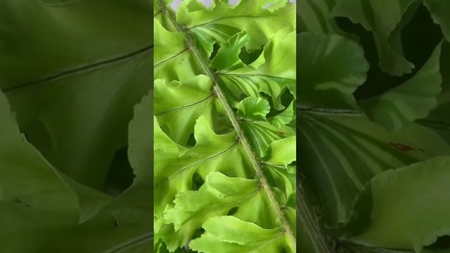 В последнем видео обзоре коллекции показывала этого красавца, нефролепис дассада вариегатный 😍 смотреть онлайн