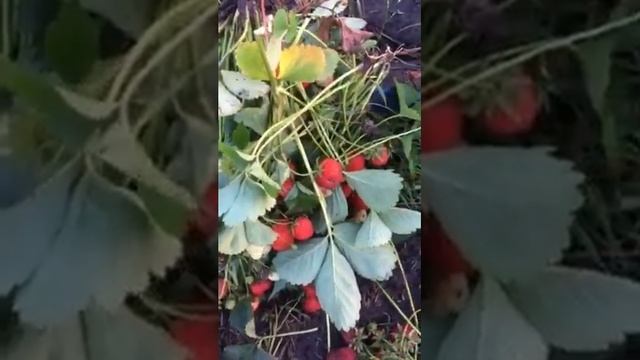 Клубника Гармония ремонтантная смотреть онлайн