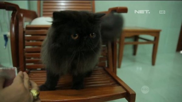 Weekend List - Ganswed Cat Village