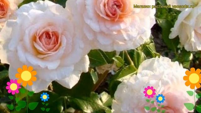 Роза парковая Бремер Стадтмузикантен. Краткий обзор, описание характеристик Bremer Stadtmusikanten