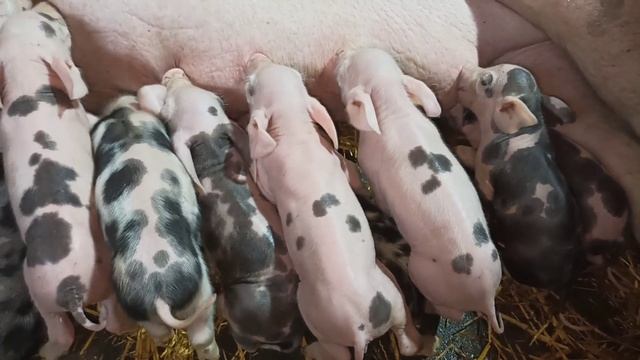 Видео для диванных критиков и для тех кто только собирается заняться свиноводством . смотреть онлайн