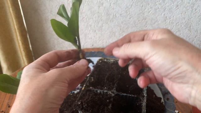 Размножение долларового Дерева (Замиакулькаса) фрагментом листа. Результат через год. Часть 2. смотреть онлайн