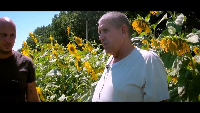 Обзор подсолнечника Ново-Алье устойчивого к Евро-Лайтинг. Магдалиновка смотреть онлайн