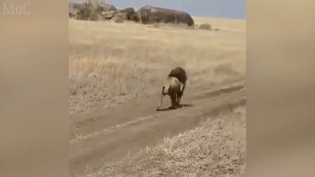 BEST COUB #54 | BY MAN OF CULTURE | 420 SECONDS OF FUN | GIFS WITH SOUND смотреть онлайн