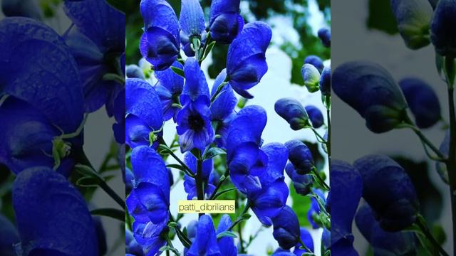 ОПАСНЫЕ РАСТЕНИЯ! О них должен знать каждый! смотреть онлайн