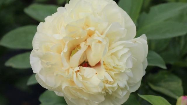 Peony Blonde Vision / Пион Блонд Визион смотреть онлайн