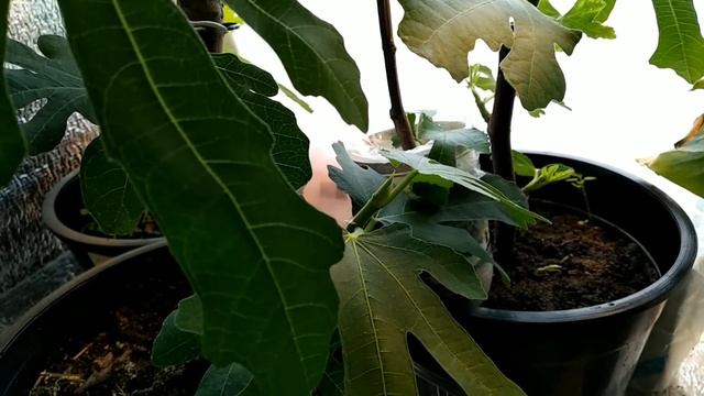 Жизнестойкость инжира на примере смотреть онлайн