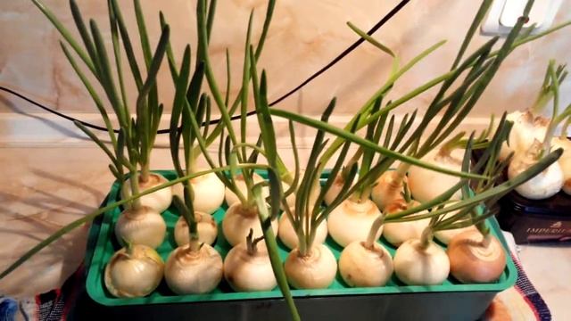 Опыт как вырастить зимой зеленый лук в квартире дома на перо, результат через 11 дней,нюансы,секрет смотреть онлайн