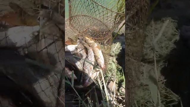 Рыбалка на поплавок 2021 | Рыбалка на спиннинг | Рыбалка на сазана | Float fishing 2021... смотреть онлайн