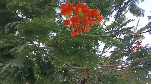 #summer Bloom #fire tree #flower #bulaklak смотреть онлайн