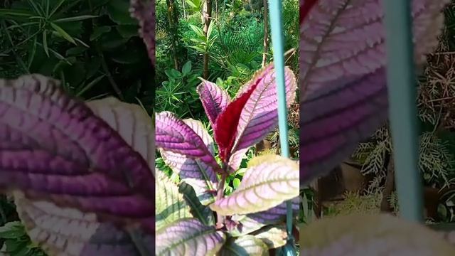 How to money plant with strobilanthes dyeriana plant| so beautiful view with healthy plant|#shorts смотреть онлайн