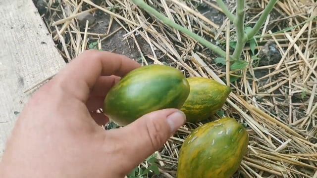 Не срывайте ЗЕЛЁНЫЕ СОРТА помидоров до их полной зрелости, или как определить зрелость зелёноплодны смотреть онлайн