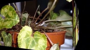 Желтеют листья у Цикламенов, что делать? Проблемы  выращивания Цикламенов.