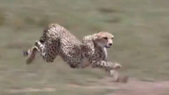 Учим животных на английском Лев Коза Медведь Гепард Буйвол Развивающие Мультики Для Дети смотреть онлайн